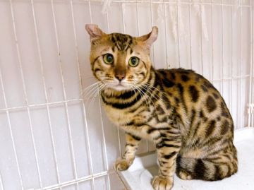 ティグレット【東京都・男の子・2021年6月15日・ブラウンスポテッドタビー】の写真「トイガー×アメリカンカールの組合せティグレット」