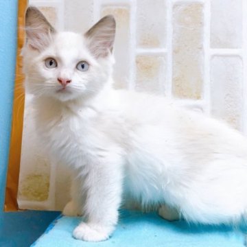 ラグドール【東京都・男の子・2023年5月29日・シールポイント】の写真「♡ラグドール　シールポイントの男の子♡」