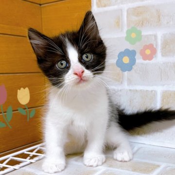 マンチカン(長足)【東京都・男の子・2024年7月20日・ブラック&ホワイト】の写真「♡長足マンチ　ブラック＆ホワイトの男の子♡」