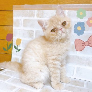 エキゾチックショートヘア【東京都・女の子・2024年4月2日・クリーム】の写真「♡エキゾチックショート　クリームの女の子♡」