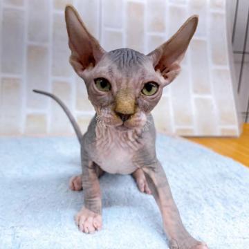 スフィンクス【東京都・男の子・2022年9月5日・ブルー&ホワイト】の写真「♡♡無毛の珍しい猫スフィンクス♡♡」
