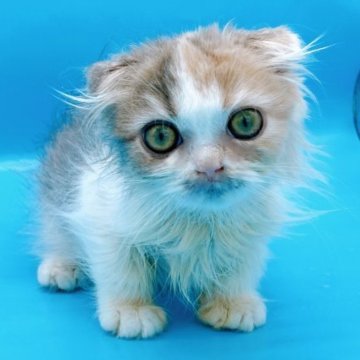 スコティッシュフォールド(折れ耳)【東京都・女の子・2023年10月1日・ダイリュートキャリコ】の写真「♡スコティッシュ　ダイリュートキャリコ女の子♡」