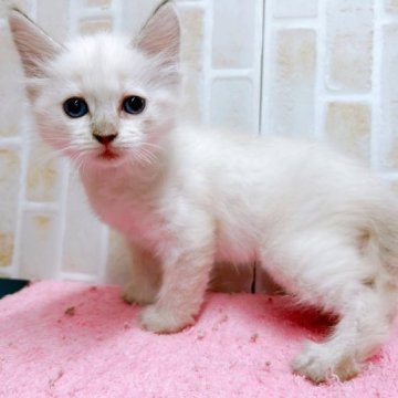 ラグドール【東京都・女の子・2023年6月5日・ブルーポイント】の写真「♡ラグドール　ブルーポイントの女の子♡」