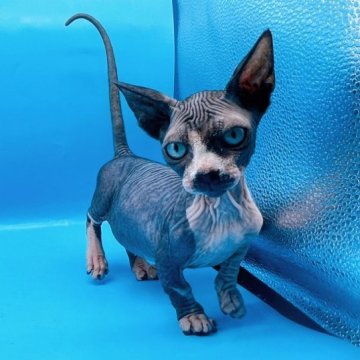 バンビーノ【東京都・男の子・2023年8月11日・ブルー&ホワイト】の写真「♡ブルー＆ホワイトのバンビーノ男の子♡」