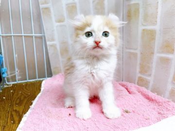 アメリカンカール【東京都・男の子・2022年3月2日・レッドタビー&ホワイト】の写真「アメリカンカールの男の子」