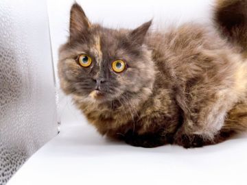 ミヌエット【東京都・女の子・2021年10月1日・ブラック（ロング）】の写真「長毛短足のミヌエットの女の子♡♡」