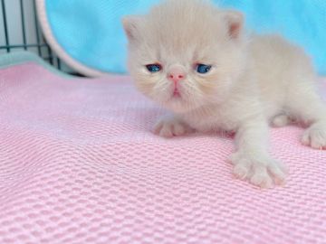 エキゾチックショートヘア【東京都・女の子・2021年12月7日・クリーム系】の写真「ふわふわの毛がかわいい♡♡」