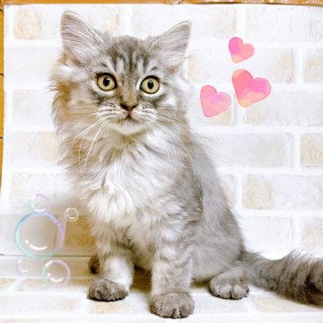 マンチカン(長足)【東京都・男の子・2024年7月21日・ブラウンタビー&ホワイト】の写真「♡長足マンチ　ブラウンタビー＆ホワイトの男の子♡」