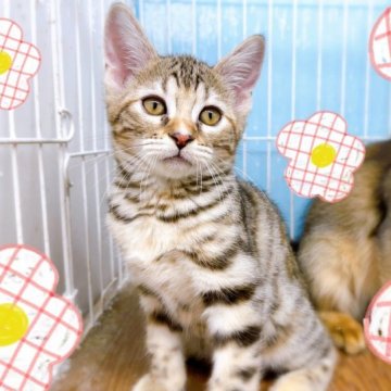 ジェネッタ【東京都・女の子・2023年2月12日・ブラウンスポテッドタビー】の写真「♡足長ジェネッタのブラウンスポテッドタビー女の子♡」