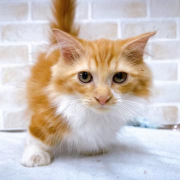 マンチカン(短足)【東京都・男の子・2022年5月20日・レッドタビー&ホワイト（ロング）】の写真「♡♡ふわふわ長毛短足耳折れマンチカンの男の子♡♡」