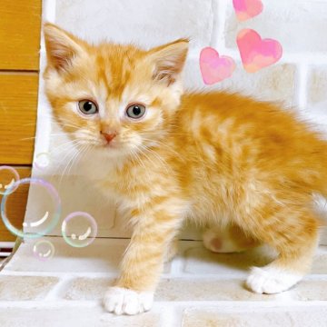 スコティッシュフォールド(立ち耳)【東京都・女の子・2024年10月25日・レッド&ホワイト】の写真「♡スコティッシュ　レッド＆ホワイトの女の子♡」