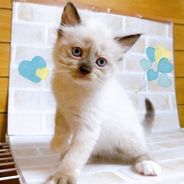 ラグドール【東京都・女の子・2024年3月8日・シールポイント】の写真「♡ラグドールのシールポイント　女の子♡」