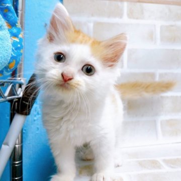 スコティッシュフォールド(立ち耳)【東京都・女の子・2023年8月28日・レッド&ホワイト】の写真「♡立ち耳スコ　レッド＆ホワイトの女の子♡」