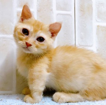 マンチカン(短足)【東京都・男の子・2023年4月3日・レッド】の写真「♡♡短足マンチカン　レッドの男の子♡♡」