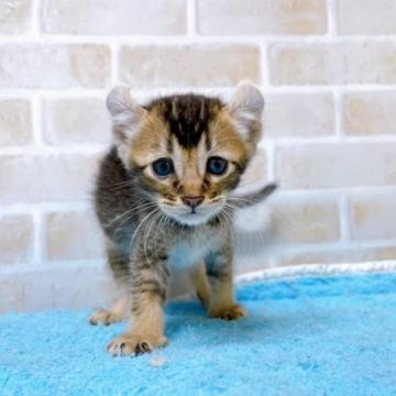 アメリカンカール【東京都・男の子・2022年5月9日・ブラウンタビー】の写真「♡♡耳カールが特徴♡アメリカンカールの男の子⑤♡♡」