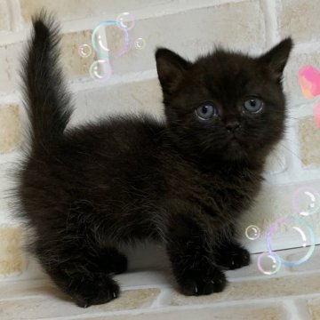 ミヌエット(短足)【東京都・男の子・2024年3月28日・ブラック】の写真「♡短足ミヌエット　ブラックの男の子♡」