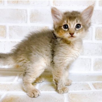 ソマリ【東京都・男の子・2023年10月18日・ブルー】の写真「♡ソマリ　ブルーの男の子♡」