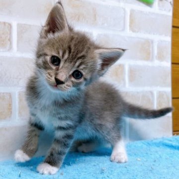 スコティッシュフォールド(立ち耳)【東京都・女の子・2023年4月3日・ブルー&ホワイト】の写真「♡♡スコティッシュ　ブルー＆ホワイト女の子♡♡」