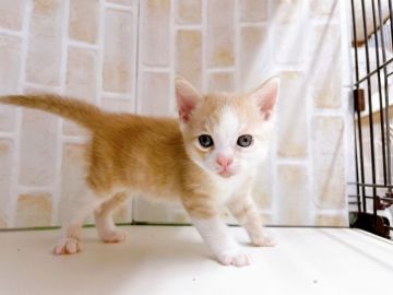 マンチカン(長足)【東京都・男の子・2021年12月30日・レッドタビー&ホワイト】の写真「♡♡ハチワレがかわいい♡足長マンチカンの男の子♡♡」