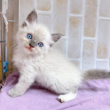 ラグドール【東京都・女の子・2023年2月2日・ブルーポイント】の写真「♡♡ラグドール　ブルーポイント女の子♡♡」
