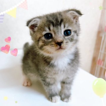 スコティッシュフォールド(折れ耳)【東京都・女の子・2024年8月9日・ブルータビー】の写真「♡折れ耳スコティッシュ　ブルータビーの女の子♡♡」