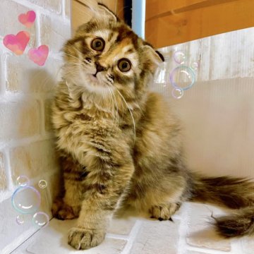 スコティッシュフォールド(折れ耳)【東京都・女の子・2023年12月16日・ブラウンパッチドタビー】の写真「♡折れ耳スコティッシュの女の子♡」