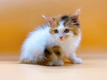 マンチカン(長足)【東京都・女の子・2021年12月3日・キャリコ（長毛）】の写真「♡♡ふわふわの毛がかわいいキャリコの女の子♡♡」