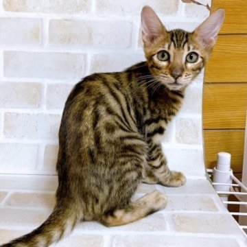 トイガー【東京都・男の子・2023年8月21日・ブラウンマッカレルタビー】の写真「♡トイガー　ブラウンマッカレルタビーの男の子♡」