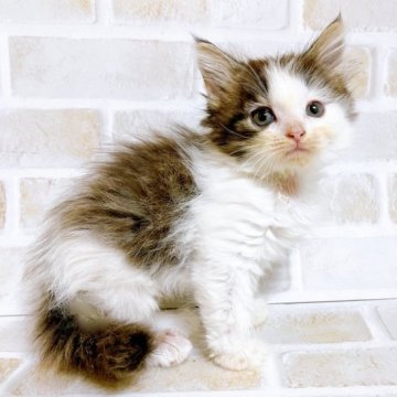 サイベリアン【東京都・女の子・2023年10月21日・ブラウン&ホワイト】の写真「♡サイベリアン　ブラウン＆ホワイトの女の子♡」