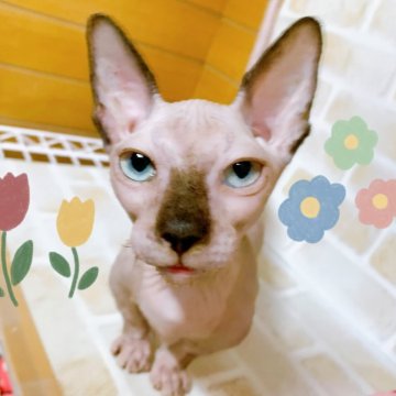 バンビーノ【東京都・男の子・2024年4月20日・シールポイント】の写真「♡超短足バンビーノ　シールポイントの男の子♡」
