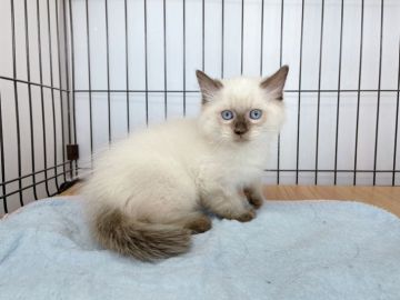 ミヌエット【東京都・女の子・2021年10月27日・ブルーポイント（ロング）】の写真「♡♡ポイントカラーがかわいい♡ミヌエットちびちゃん」