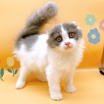 マンチカン(長足)【東京都・女の子・2024年2月24日・ブルータビー&ホワイト（長毛）】の写真「♡折れ耳長毛足長マンチカン　ブルーの女の子♡」