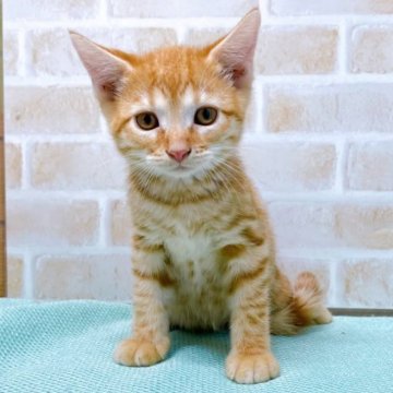 ジェネッタ【東京都・男の子・2023年2月12日・レッドスポテッドタビー】の写真「♡足長ジェネッタのレッドスポテッドタビー男の子♡」