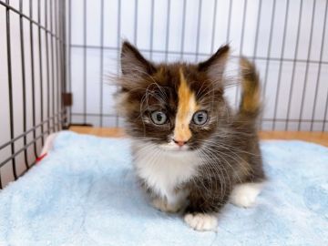 ミヌエット【東京都・女の子・2021年10月27日・キャリコ（ロング）】の写真「♡♡柄がかわいい♡短足ミヌエットちゃん♡♡」