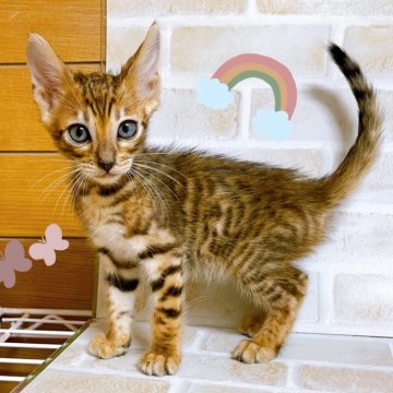 トイガー【東京都・男の子・2024年9月15日・ブラウンマッカレルタビー】の写真「♡トイガー　ブラウンマッカレルタビーの男の子♡」