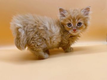 マンチカン(短足)【東京都・男の子・2021年11月7日・レッドタビー（ロング）】の写真「長毛短足マンチカンの男の子♡」