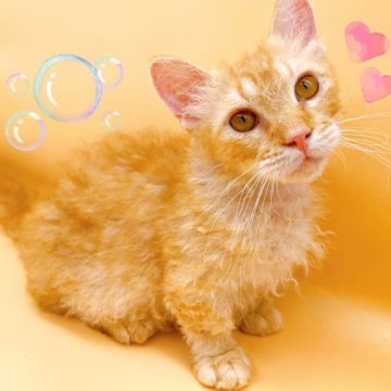 スクーカム【東京都・男の子・2024年1月25日・レッド】の写真「♡巻き毛がかわいい短足スクーカム　レッドの男の子♡」