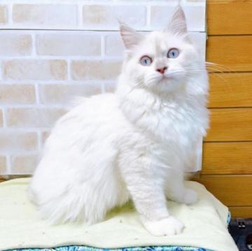 ラグドール【東京都・女の子・2022年7月7日・ポイントカラー】の写真「♡♡ポイントカラーがかわいいラグドール女の子①♡♡」