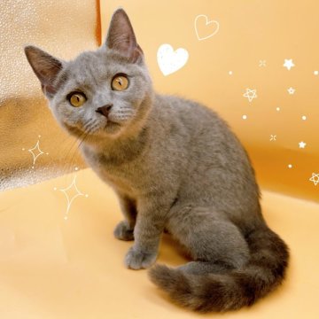 ブリティッシュショートヘア【東京都・女の子・2024年5月9日・ブルー】の写真「♡ブリティッシュ　ブルーの女の子♡」