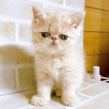 エキゾチックショートヘア【東京都・女の子・2024年1月29日・クリーム】の写真「♡エキゾショートのクリーム　女の子♡」