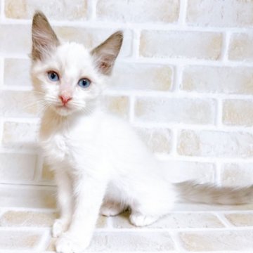 ラグドール【東京都・男の子・2023年9月27日・ブルーポイント】の写真「♡ラグドール　ブルーポイントの男の子♡」