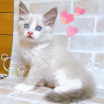 ラグドール【東京都・男の子・2024年2月23日・ブルーポイントバイカラー】の写真「♡ラグドールブルーポイントバイカラー男の子♡」