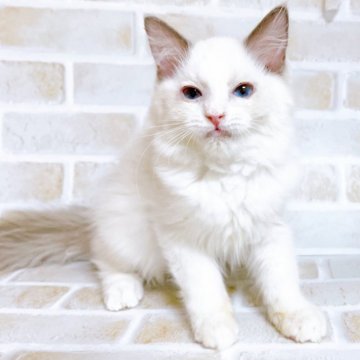 ラグドール【東京都・女の子・2023年9月9日・シールポイント】の写真「♡ラグドール　シールポイントの女の子♡」