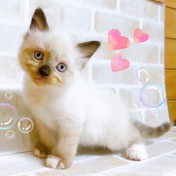 ラグドール【東京都・男の子・2024年3月8日・シールポイント】の写真「♡ラグドールのシールポイント　男の子♡」