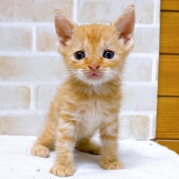 マンチカン(長足)【東京都・女の子・2023年2月24日・レッドタビー（短毛）】の写真「♡♡足長マンチカン　レッドタビー女の子♡♡」