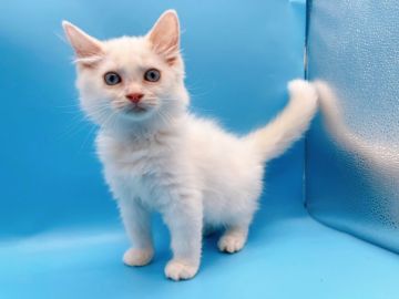 マンチカン(長足)【東京都・男の子・2021年12月14日・ホワイト系】の写真「足長マンチカン男の子」