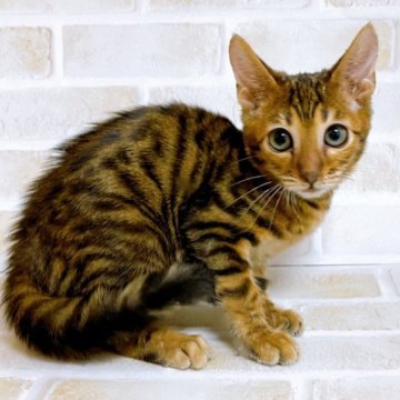 トイガー【東京都・女の子・2023年8月21日・ブラウンマッカレルタビー】の写真「♡トイガー　ブラウンマッカレルタビーの女の子♡」