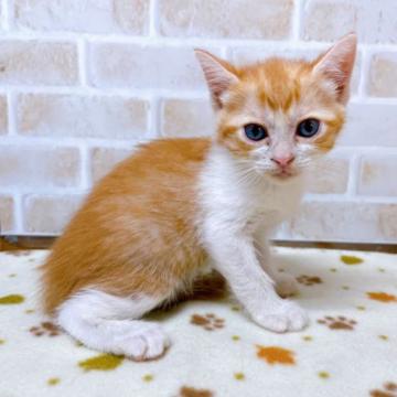 マンチカン(長足)【東京都・女の子・2022年5月2日・レッド&ホワイト】の写真「♡♡レッド&ホワイトのマンチカン長足女の子♡♡」