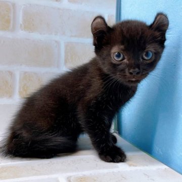 アメリカンカール【東京都・男の子・2023年9月14日・ブラック】の写真「♡アメリカンカール　ブラックの男の子♡」