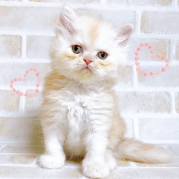 エキゾチックショートヘア【東京都・男の子・2024年3月11日・レッド&ホワイト】の写真「♡エキゾショートのレッド&ホワイト　男の子♡」